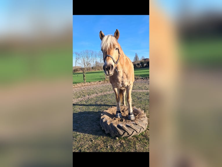 Haflinger Stute 12 Jahre 152 cm  in Stockelsdorf