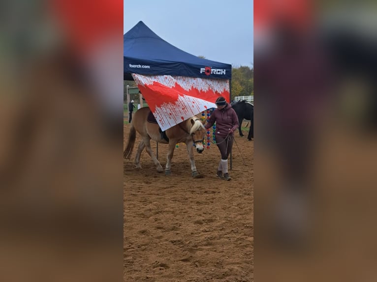 Haflinger Stute 12 Jahre 152 cm  in Stockelsdorf