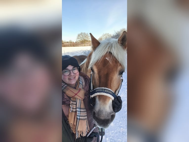 Haflinger Stute 12 Jahre 152 cm  in Stockelsdorf