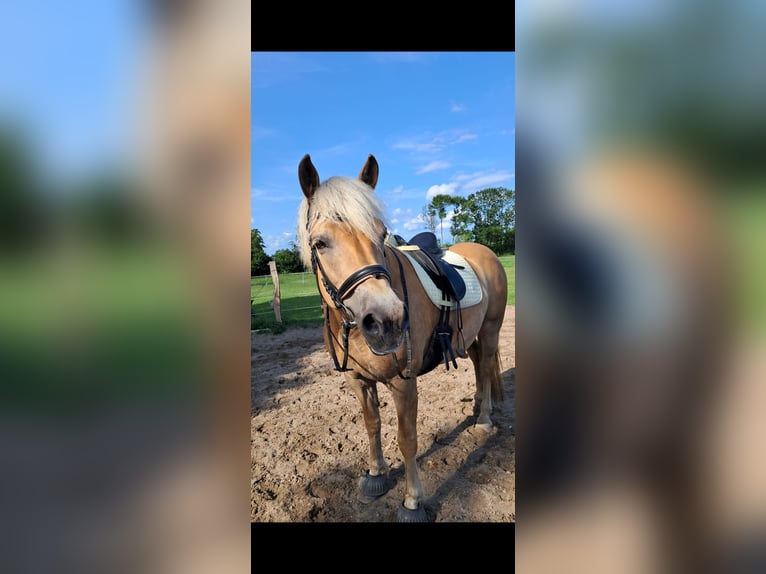 Haflinger Stute 12 Jahre 152 cm  in Stockelsdorfst
