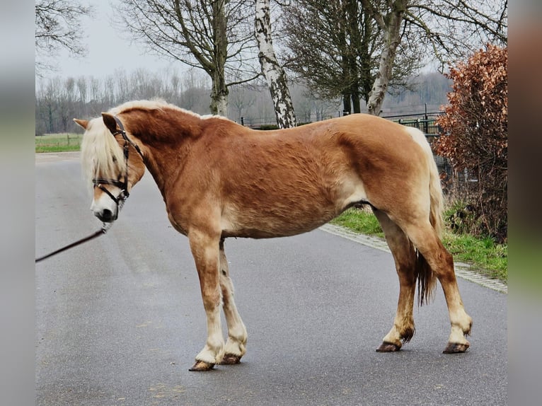 Haflinger Stute 12 Jahre 153 cm  in Someren