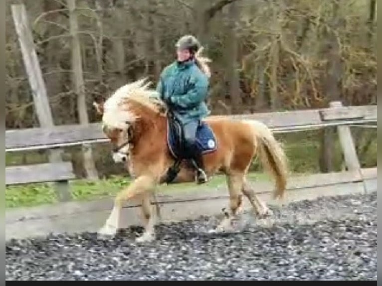 Haflinger Stute 12 Jahre 153 cm Fuchs in Bösleben