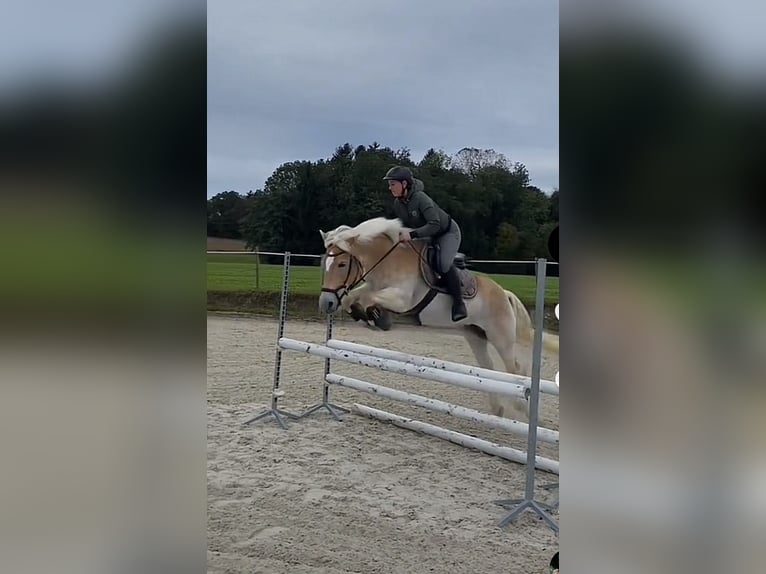 Haflinger Stute 12 Jahre 153 cm Rotfuchs in Laufen