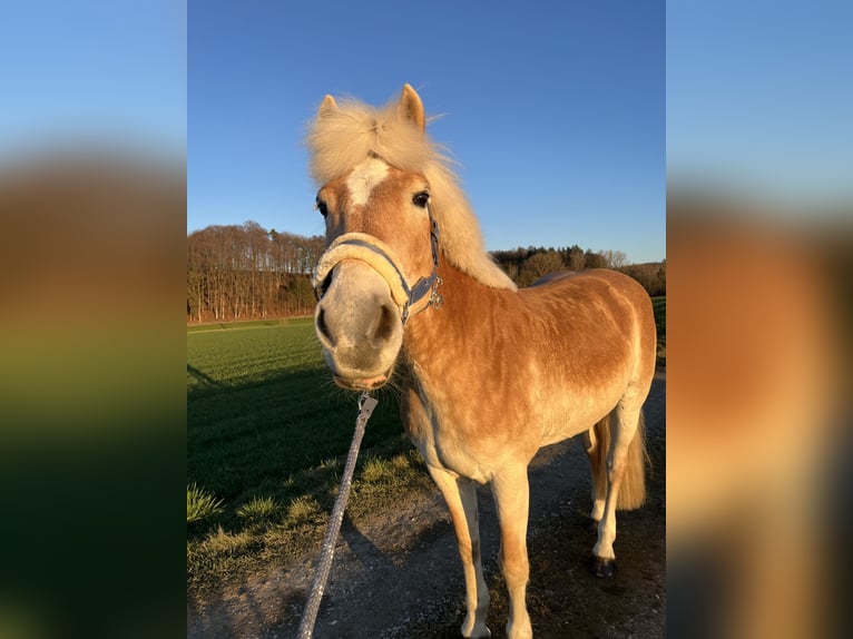 Haflinger Stute 12 Jahre 153 cm Rotfuchs in Laufen