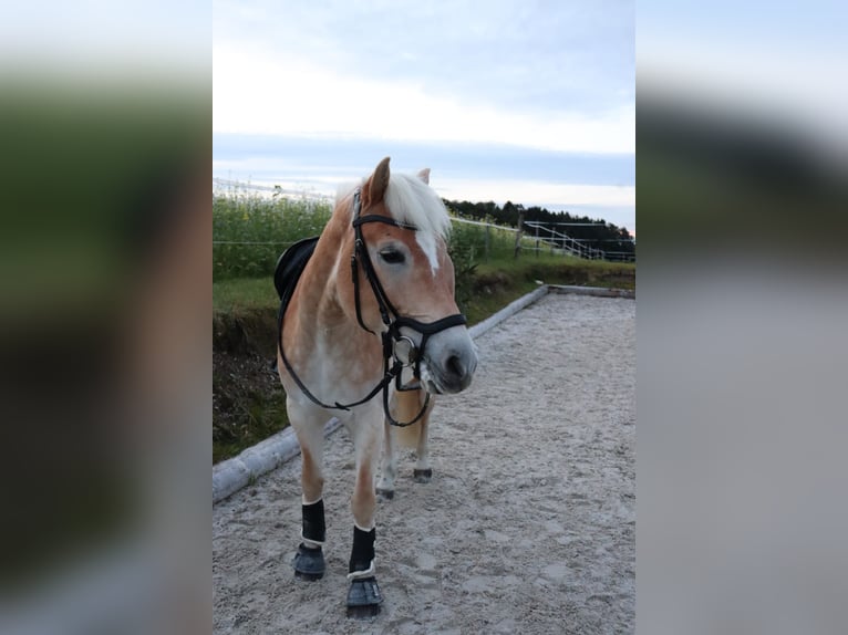Haflinger Stute 12 Jahre 153 cm Rotfuchs in Laufen