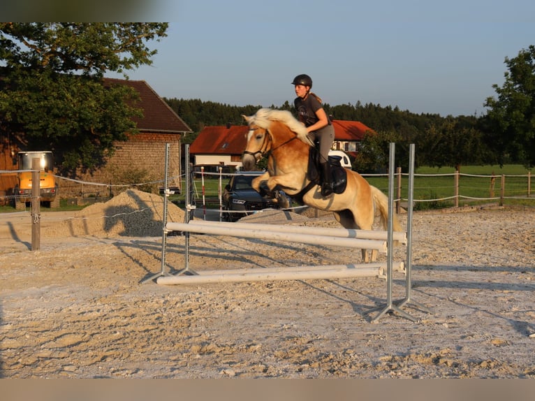 Haflinger Stute 12 Jahre 153 cm Rotfuchs in Laufen