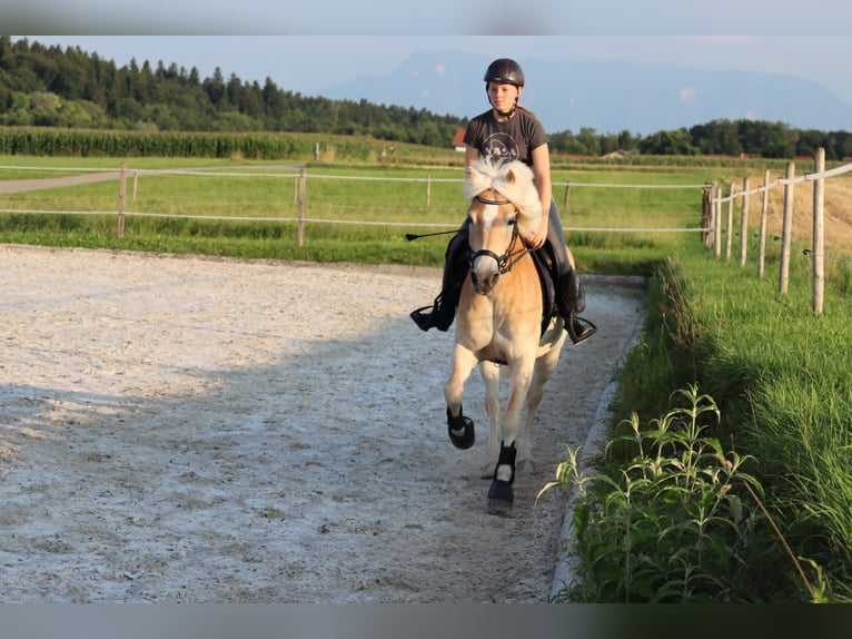 Haflinger Stute 12 Jahre 153 cm Rotfuchs in Laufen