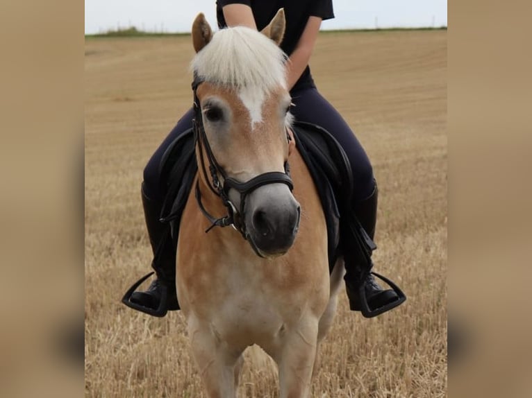 Haflinger Stute 12 Jahre 153 cm Rotfuchs in Laufen