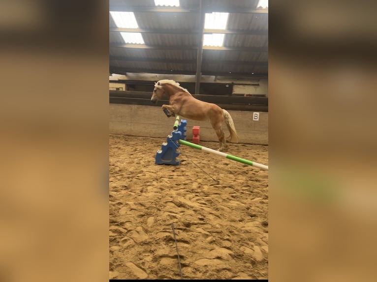 Haflinger Stute 12 Jahre 155 cm Fuchs in Eschweiler