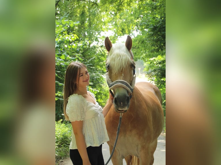 Haflinger Stute 12 Jahre 156 cm Fuchs in Eschweiler
