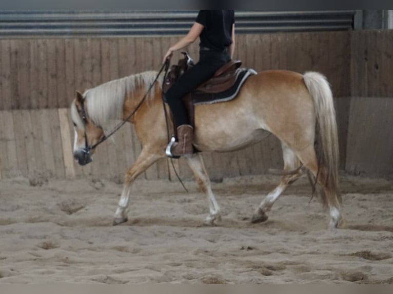 Haflinger Stute 12 Jahre 158 cm  in Schmogrow-Fehrow
