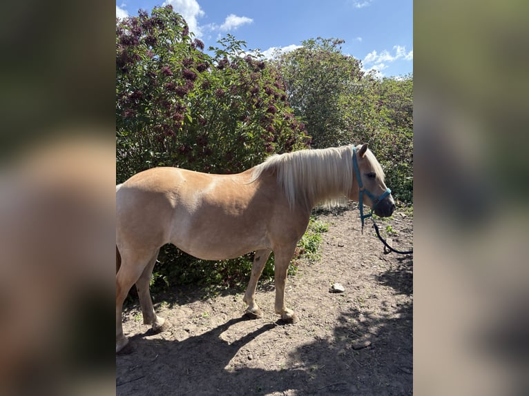 Haflinger Stute 12 Jahre 158 cm Fuchs in Schricke