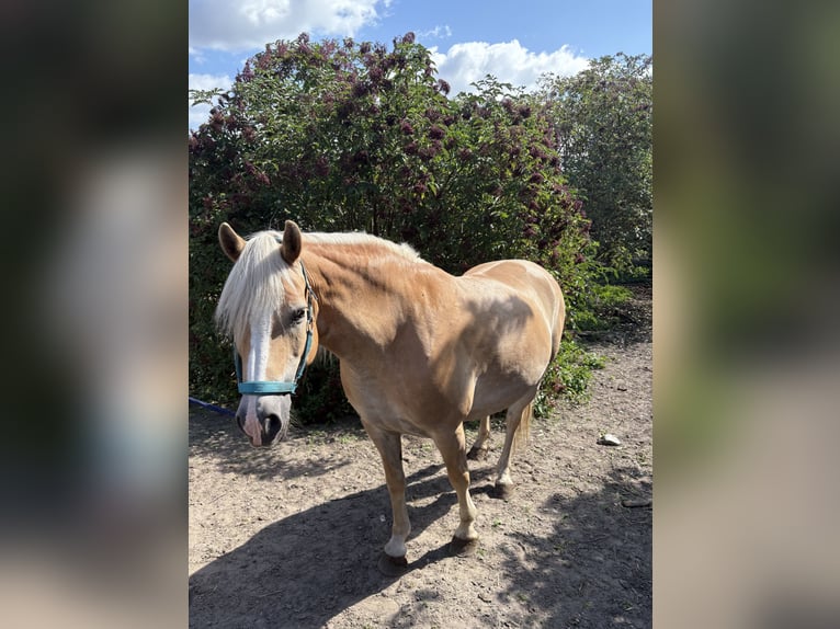 Haflinger Stute 12 Jahre 158 cm Fuchs in Schricke