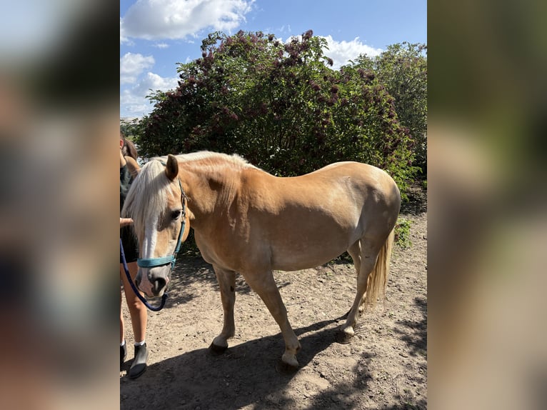 Haflinger Stute 12 Jahre 158 cm Fuchs in Schricke