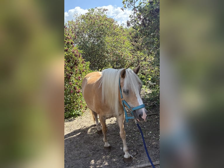 Haflinger Stute 12 Jahre 158 cm Fuchs in Schricke