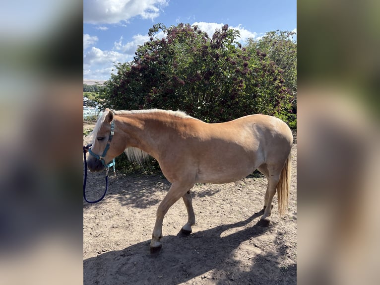 Haflinger Stute 12 Jahre 158 cm Fuchs in Schricke
