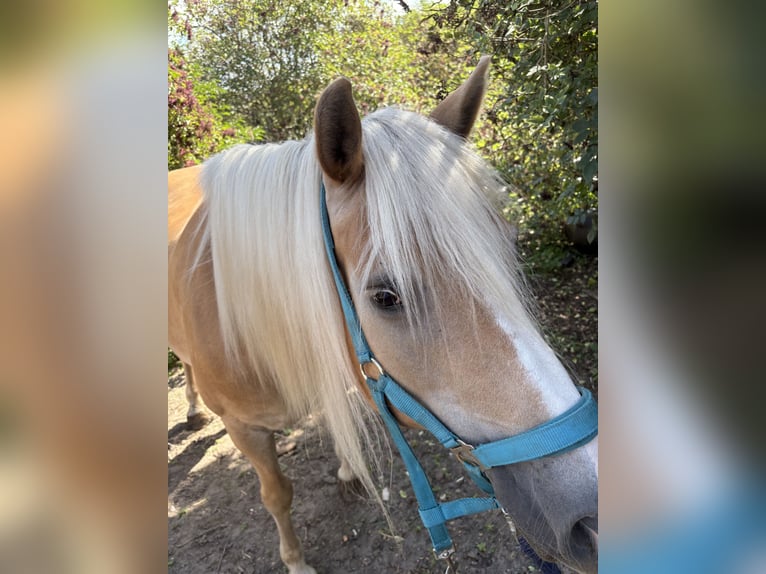 Haflinger Stute 12 Jahre 158 cm Fuchs in Schricke