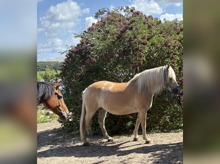 Haflinger Stute 12 Jahre 158 cm Fuchs in Schricke