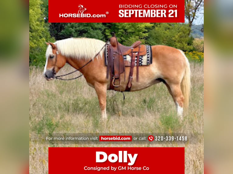 Haflinger Stute 12 Jahre Dunkelfuchs in Cannon Falls