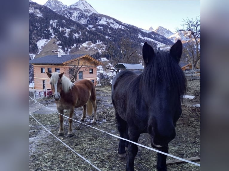 Haflinger Stute 12 Jahre  in Döllach