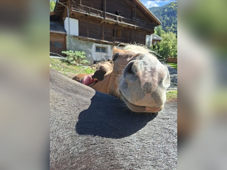 Haflinger Stute 12 Jahre  in Döllach