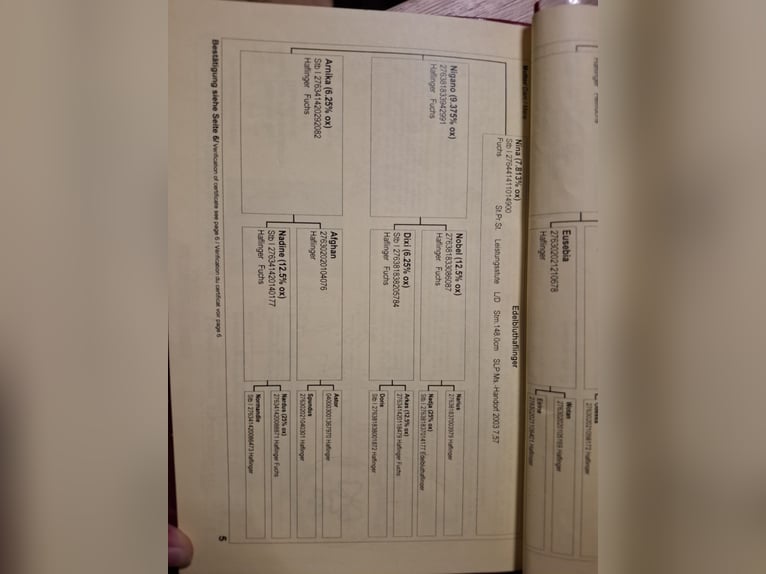 Haflinger Stute 12 Jahre Fuchs in Schotten