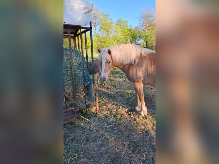 Haflinger Stute 12 Jahre Fuchs in Schotten
