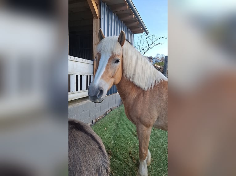 Haflinger Stute 12 Jahre Fuchs in Schotten