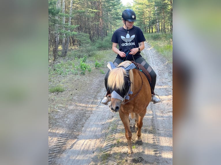 Haflinger Mix Stute 13 Jahre 138 cm Fuchs in Jüterbog
