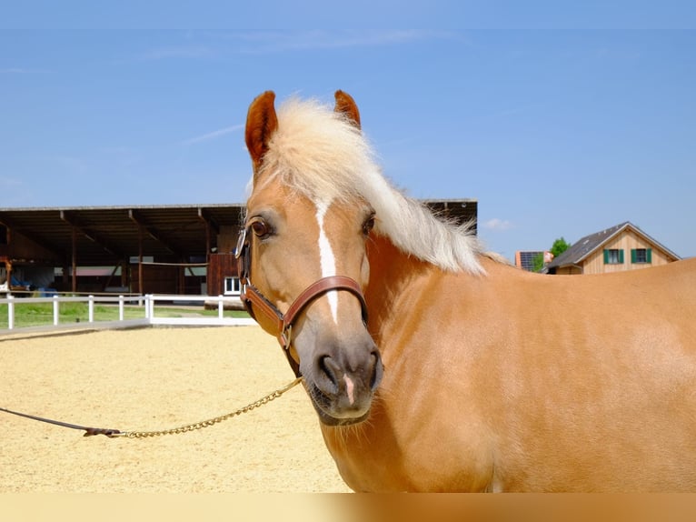 Haflinger Mix Stute 13 Jahre 140 cm Palomino in Dietikon