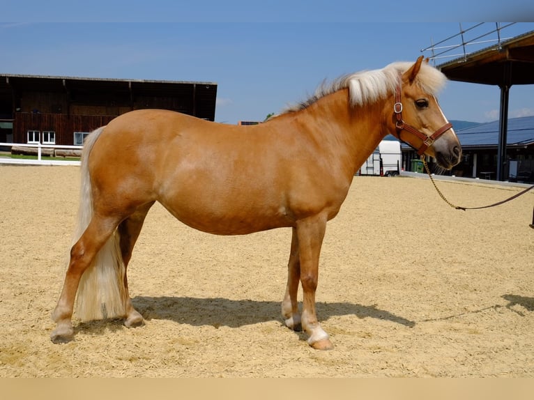 Haflinger Mix Stute 13 Jahre 140 cm Palomino in Dietikon