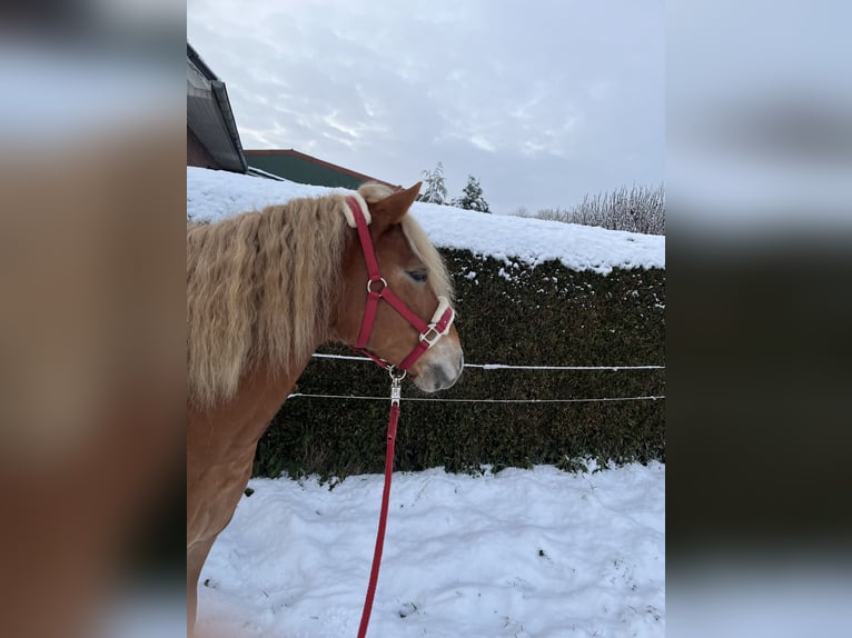 Haflinger Stute 13 Jahre 143 cm Fuchs in Langen