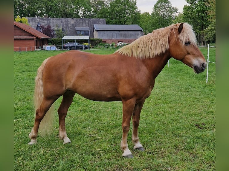 Haflinger Stute 13 Jahre 143 cm Fuchs in Langen