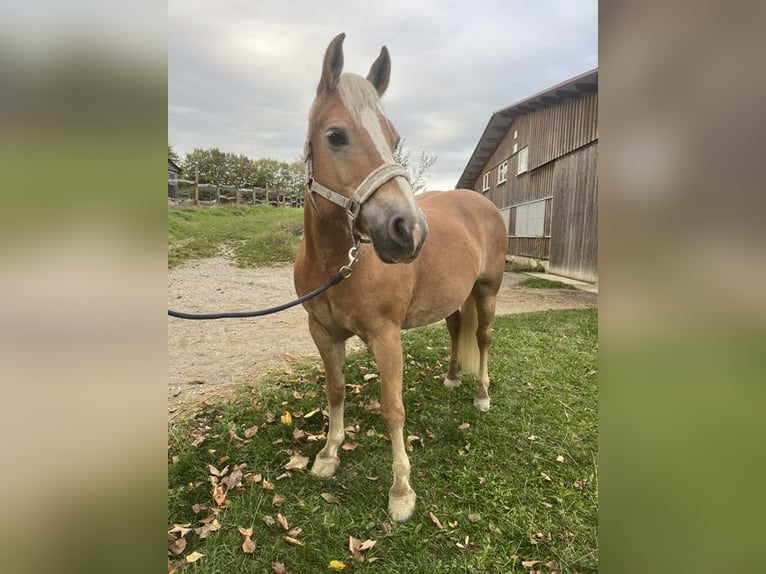 Haflinger Stute 13 Jahre 146 cm  in Welzheim