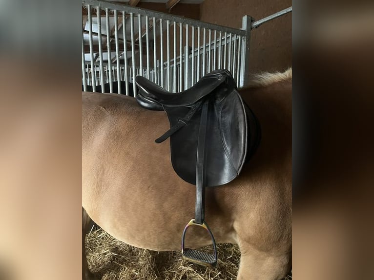 Haflinger Stute 13 Jahre 146 cm  in Welzheim