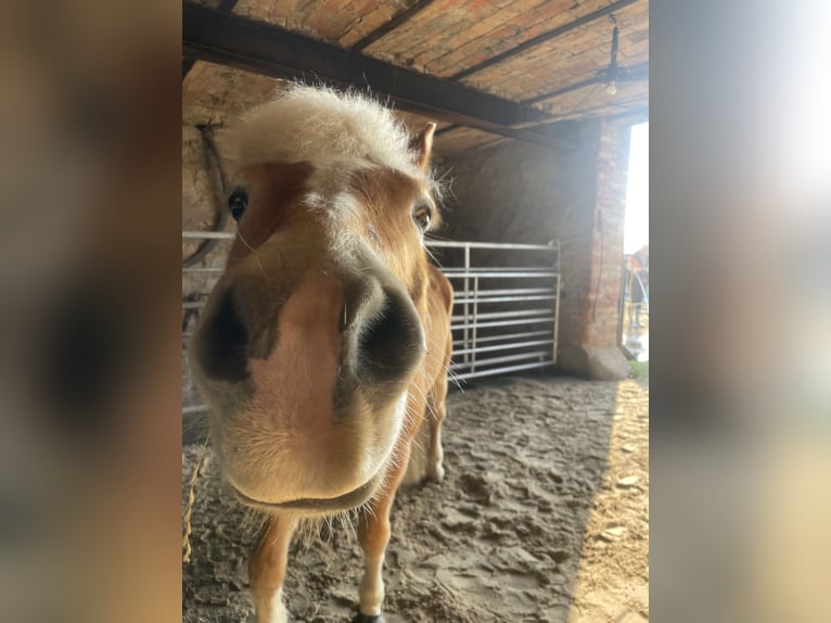 Haflinger Stute 13 Jahre 146 cm Fuchs in Lichtenau
