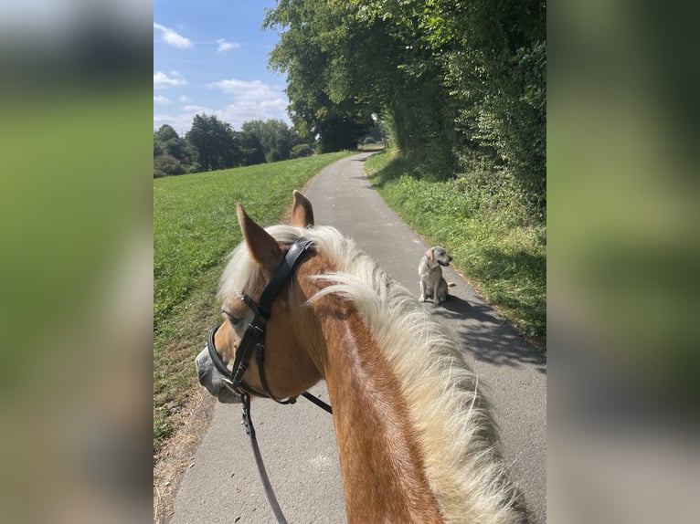 Haflinger Stute 13 Jahre 146 cm Fuchs in Lichtenau