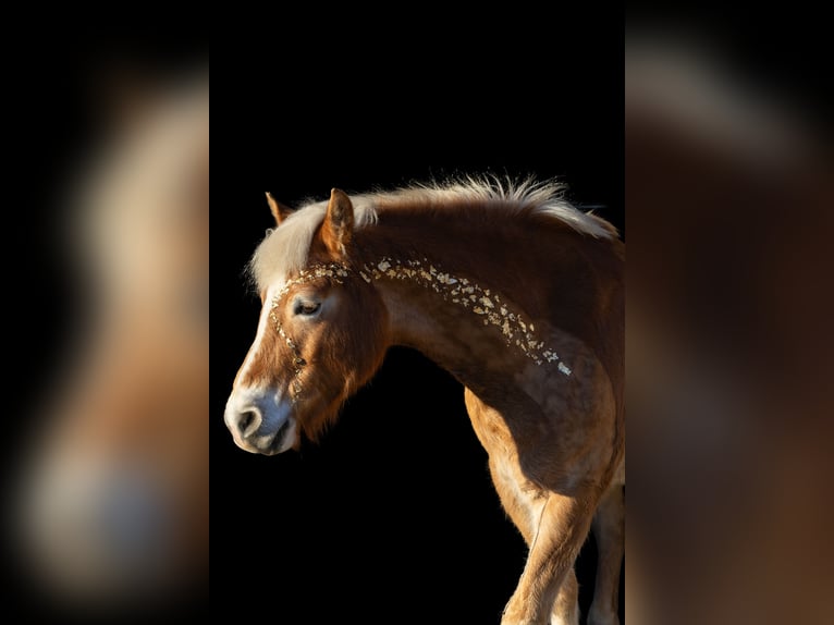 Haflinger Stute 13 Jahre 146 cm Fuchs in Lichtenau