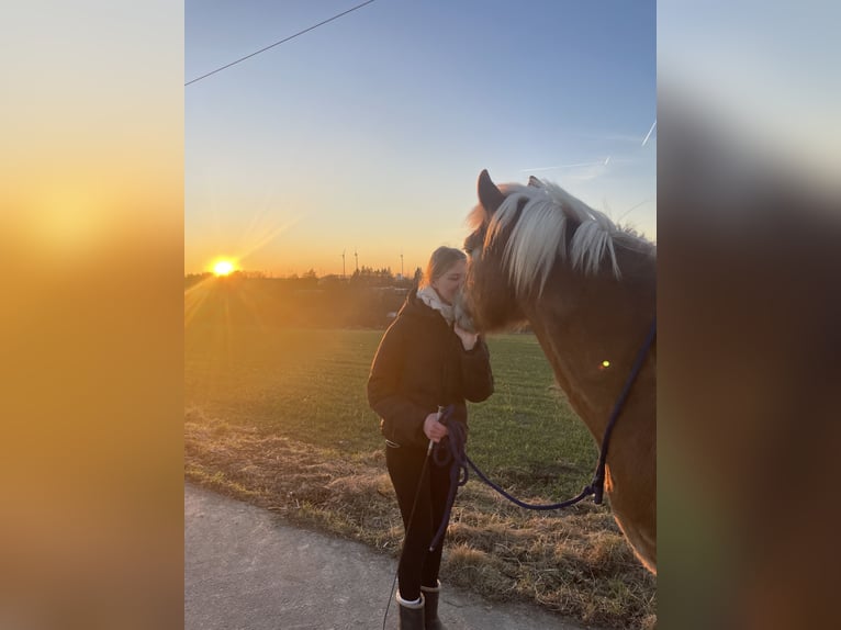 Haflinger Stute 13 Jahre 146 cm Fuchs in Lichtenau