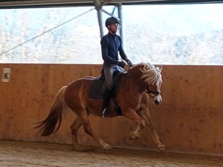 Haflinger Stute 13 Jahre 148 cm Fuchs in St.Paul