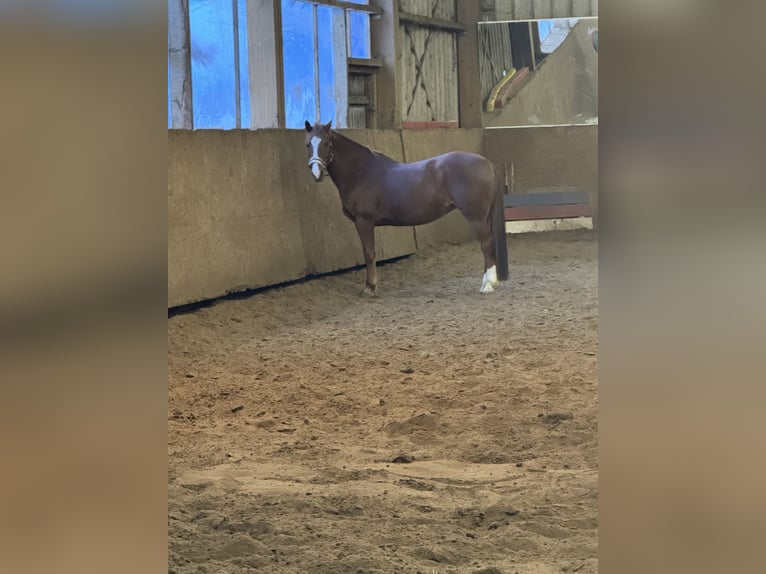 Haflinger Mix Stute 13 Jahre 148 cm Fuchs in Lippetal