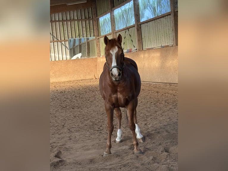 Haflinger Mix Stute 13 Jahre 148 cm Fuchs in Lippetal