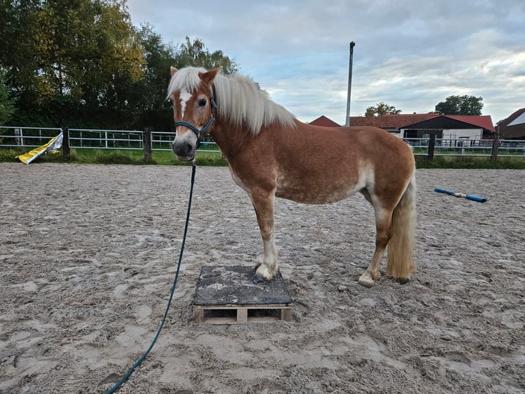 Haflinger Stute 13 Jahre 148 cm  in Einbeck/Hoppensen