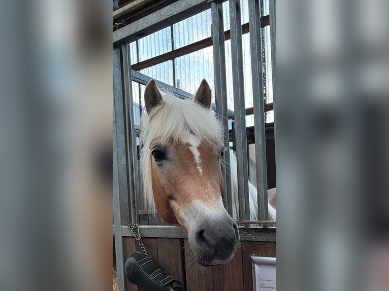 Haflinger Stute 13 Jahre 148 cm  in Einbeck/Hoppensen