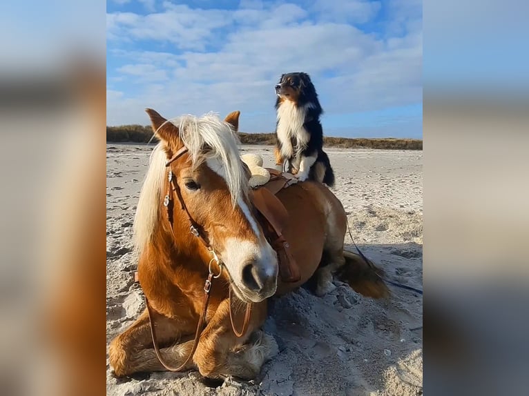 Haflinger Stute 13 Jahre 149 cm Palomino in Dannau