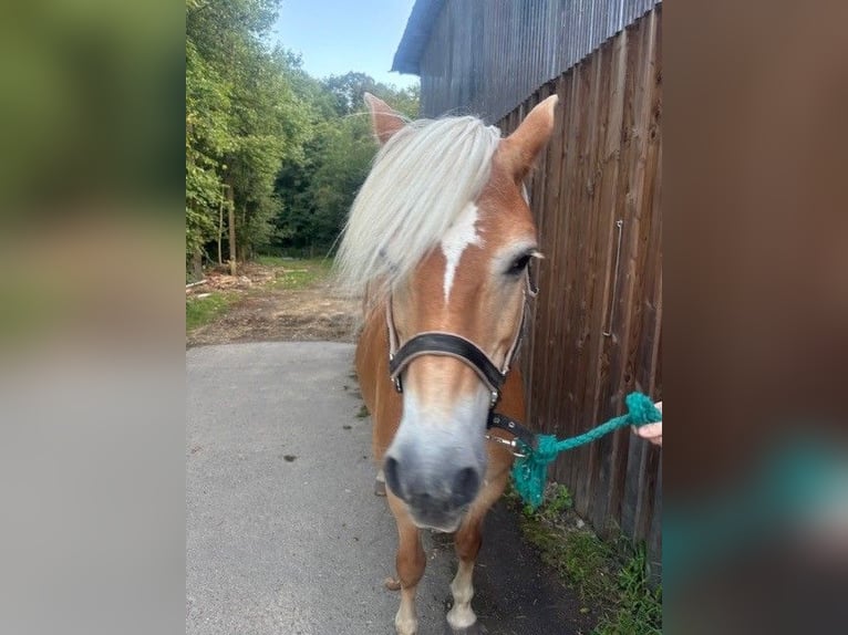 Haflinger Stute 13 Jahre 149 cm Palomino in Langsur