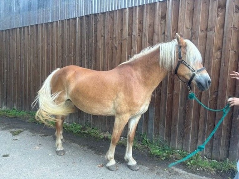 Haflinger Stute 13 Jahre 149 cm Palomino in Langsur