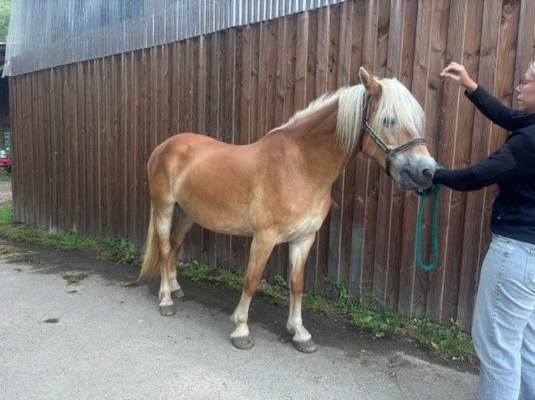Haflinger Stute 13 Jahre 149 cm Palomino in Langsur