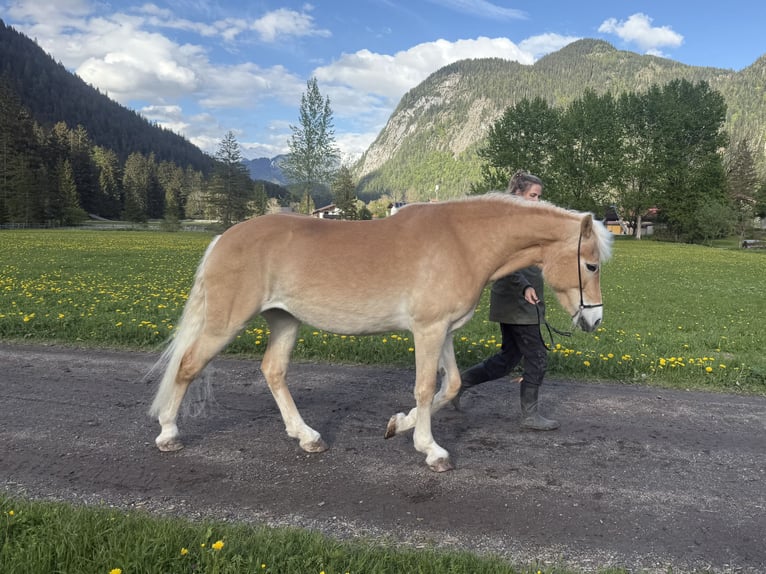 Haflinger Stute 13 Jahre 150 cm  in Leutasch