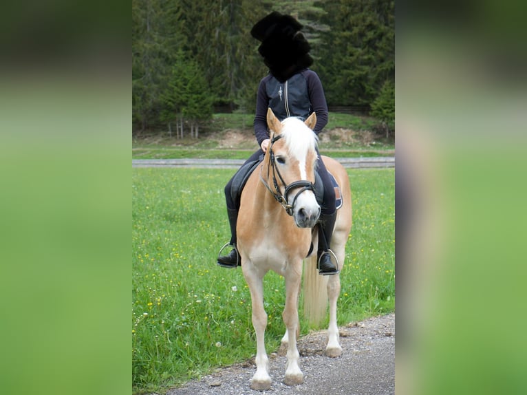 Haflinger Stute 13 Jahre 150 cm  in Leutasch